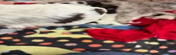 Lagotto cani in vendita: Cuccioli Lagotto Romagnolo - Annuncio 7