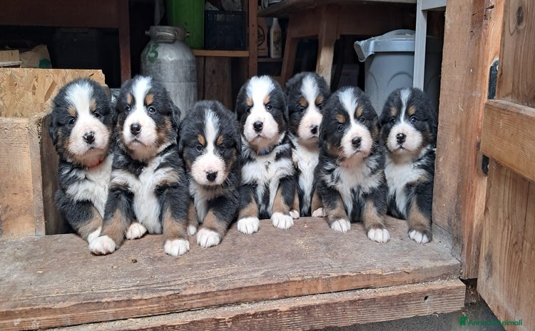 Bovaro del Bernese cani a Provincia autonoma di Trento - Annuncio 1