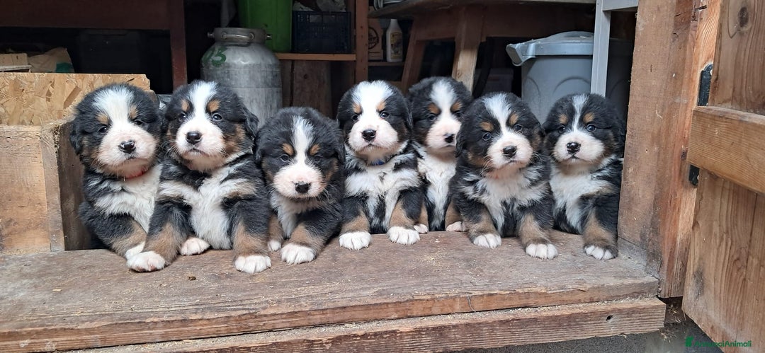 Bovaro del Bernese cani in vendita: Cuccioli bovaro del Bernese a Provincia autonoma di Trento - Immagine 1