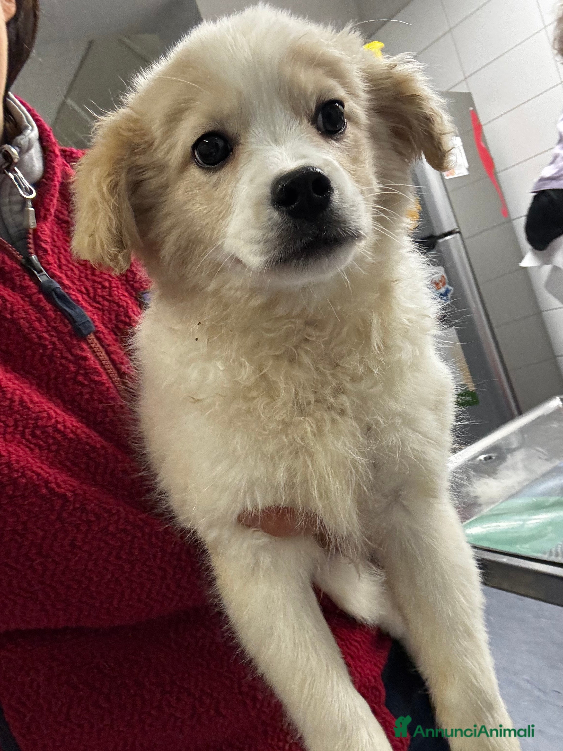 Meticcio cani Babba 4 mesi mix volpino taglia medio piccola  - Annuncio 1