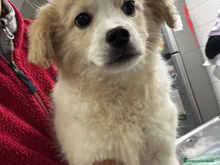 Meticcio cani Babba 4 mesi mix volpino taglia medio piccola - Annuncio 23