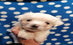 Maltese cani in vendita: Maltese cuccioli - Immagine 10