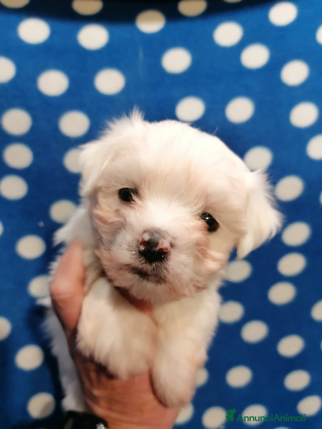 Maltese cani in vendita: Maltese cuccioli - Annuncio 10