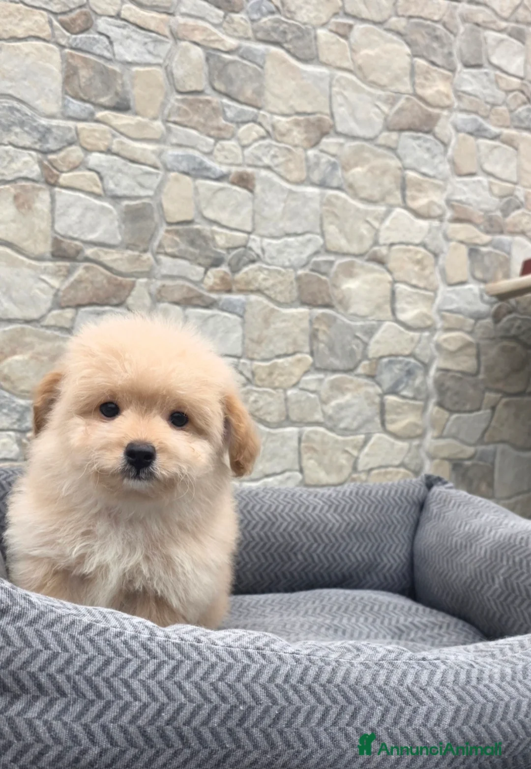 Maltipoo cani in vendita: Maltipoo  - Annuncio 2