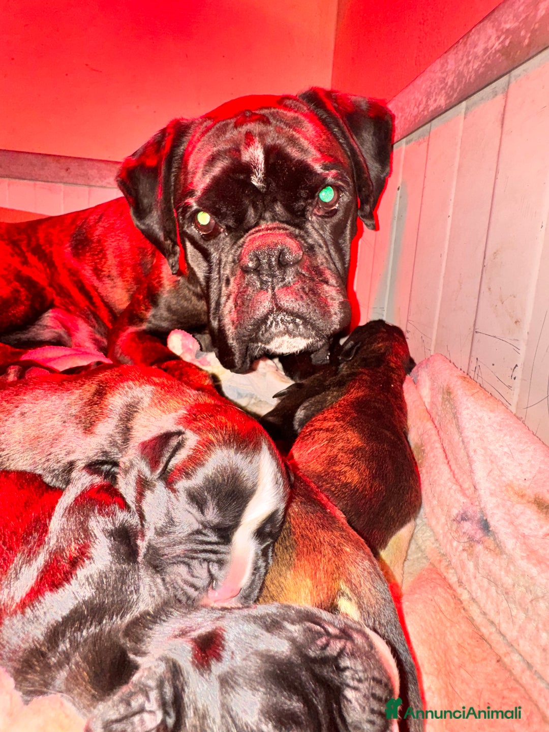 Boxer cani in vendita: Cucciole boxer - Annuncio 1