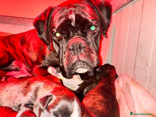 Boxer cani Cucciole boxer - Annuncio 4