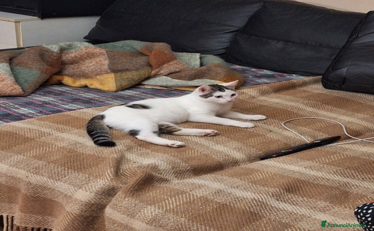 Europeo gatti - Annuncio 12