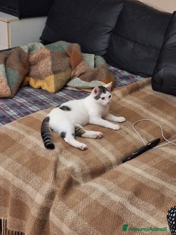 Europeo gatti - Annuncio 15