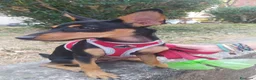Meticcio cani in regalo: Pino, cucciolo abbandonato in un recinto a Città Metropolitana di Napoli - Annuncio 2