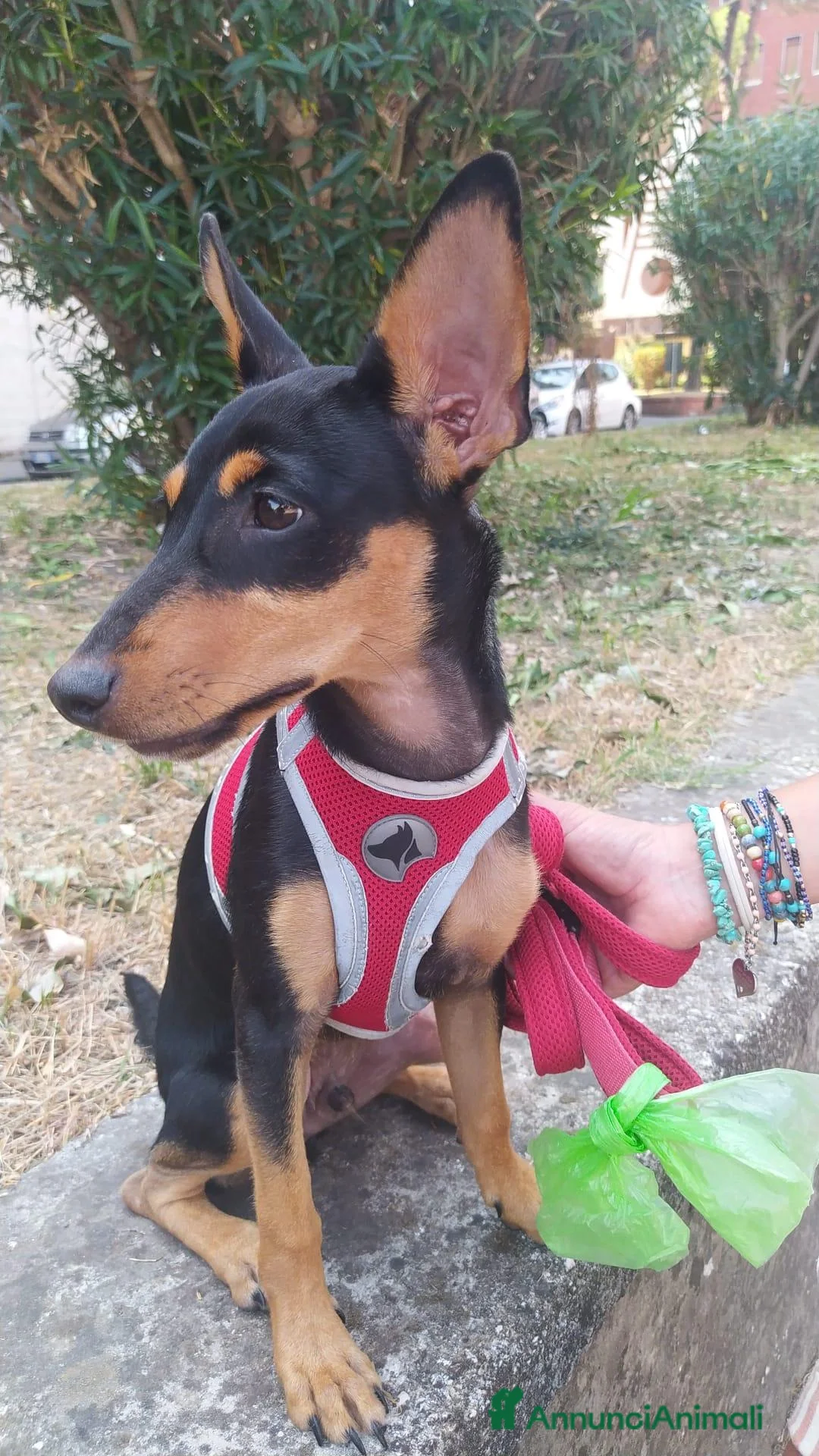 Meticcio cani in regalo: Pino, cucciolo abbandonato in un recinto a Città Metropolitana di Napoli - Annuncio 2