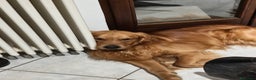 Golden Retriever cani in vendita: Golden retriever  - Annuncio 7