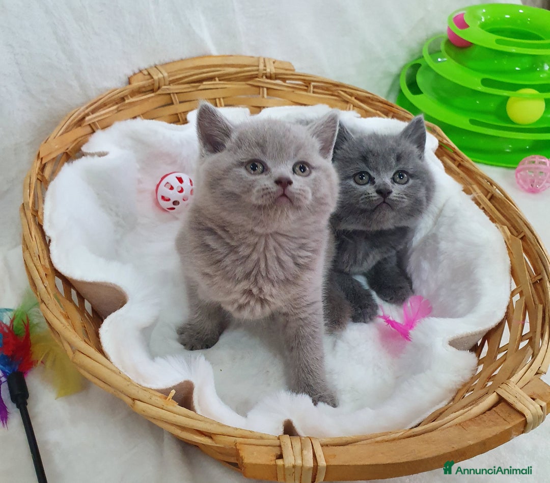 Scottish gatti in vendita: Scottish fold  - Annuncio 5