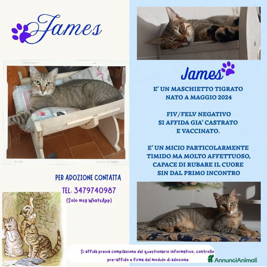 Europeo gatti JAMES dolce micio in adozione! - Annuncio 1