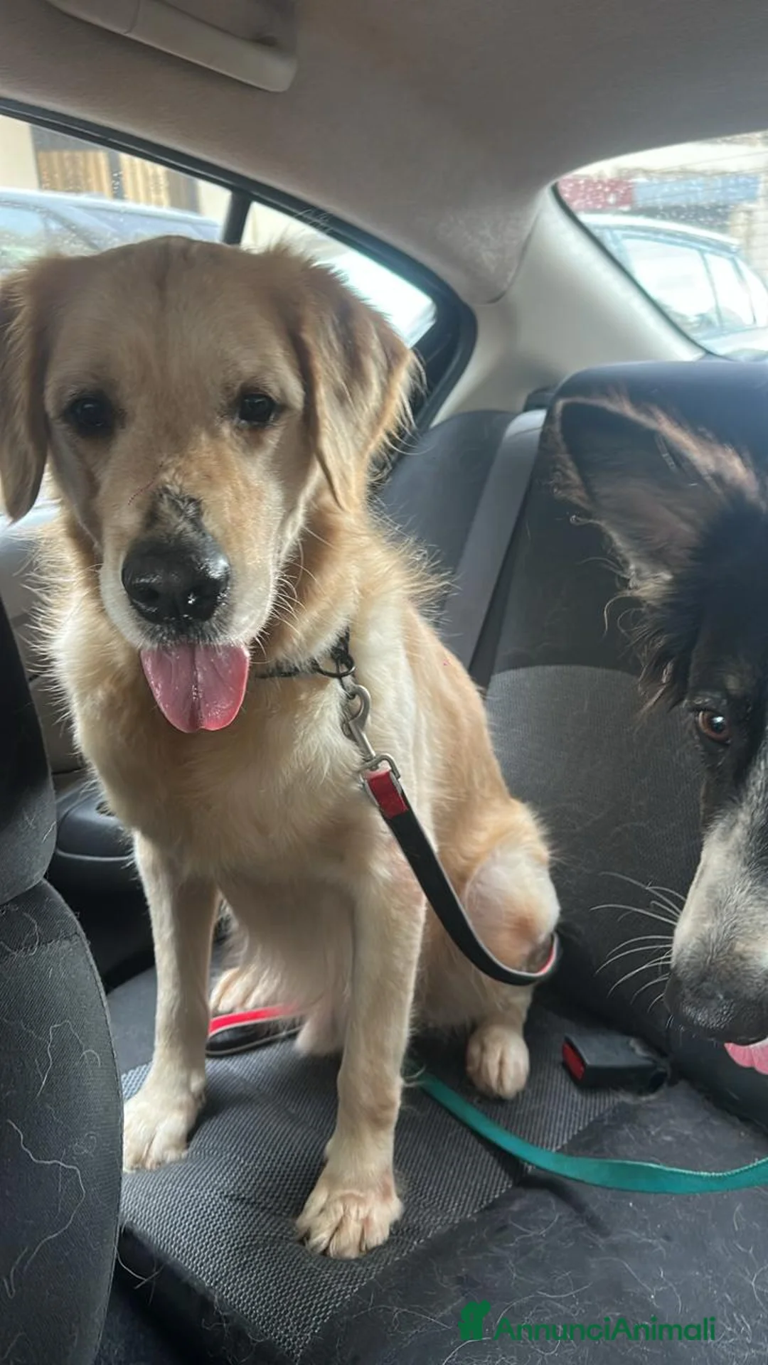 Golden Retriever cani in regalo: Splendido Golden Retreiver - CASPER - Annuncio 8