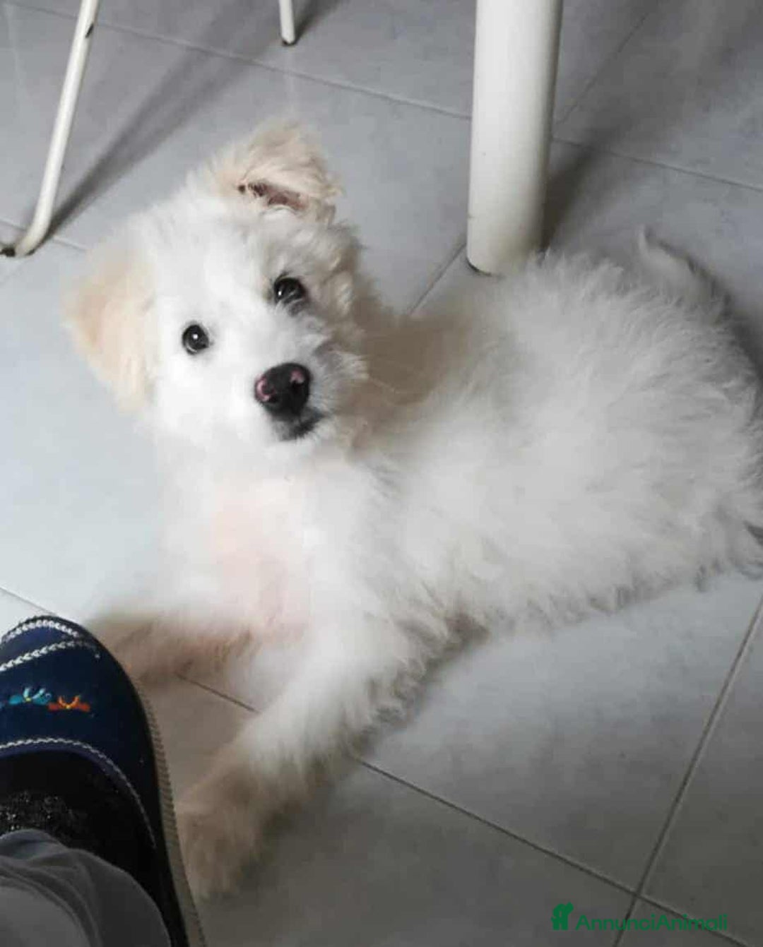 Meticcio cani in regalo: LEON, cucciolotto buffissimo! 3 MESI - Annuncio 3