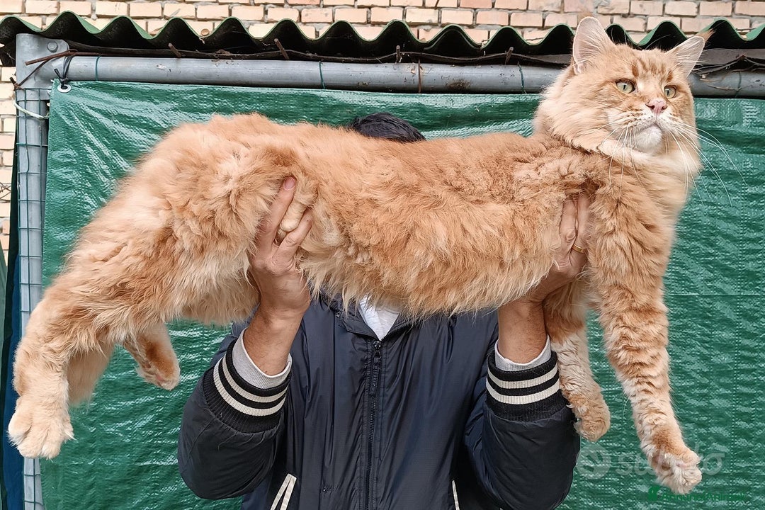 Maine Coon gatti per accoppiamento: Maine Coon stallone pedigree da riproduzione monta - Annuncio 1