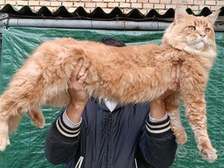 Maine Coon gatti Maine Coon stallone pedigree da riproduzione monta - Annuncio 5