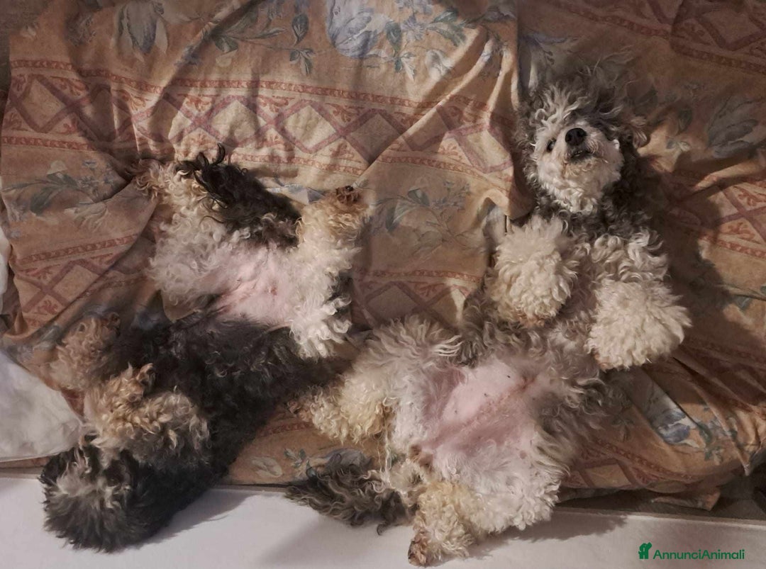 Barboncino cani in regalo: FRAGOLA & CILIEGIA, simpaticissime BARBOCINE - Annuncio 2