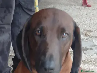 Segugio Bavarese cani ROCCO CANE ROSSO DI BAVIERA CERCA CASA - Annuncio 20