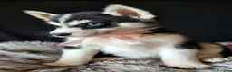 Husky cani in vendita: SIBERIAN HUSKY CUCCIOLATA CON PEDIGREE  - Annuncio 4