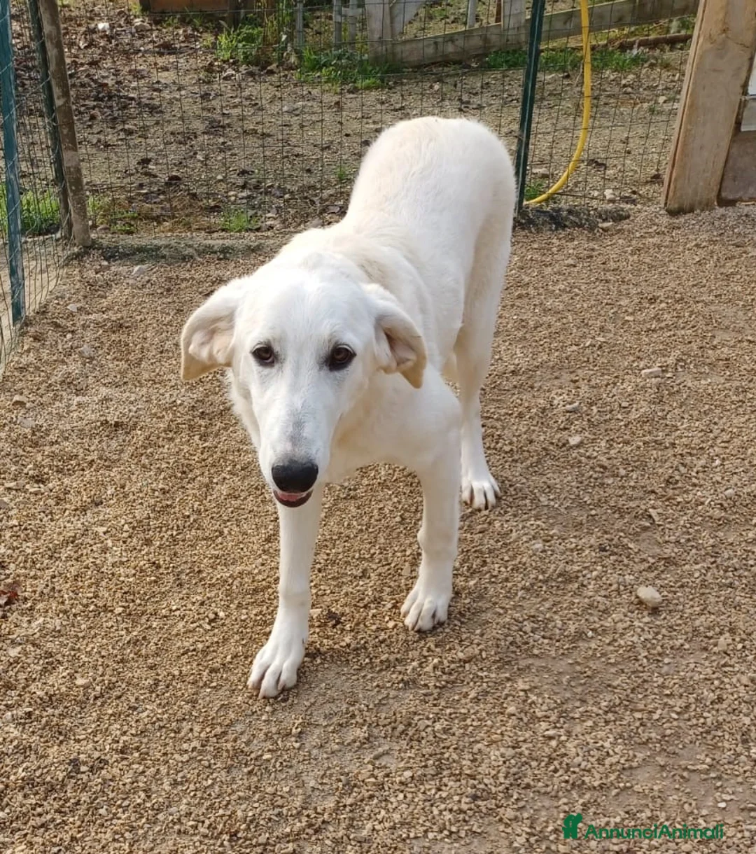 Meticcio cani in regalo: ADOTTA LA DOLCE ZULEYA a Città metropolitana di Roma Capitale - Annuncio 4