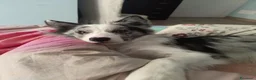 Border Collie cani per accoppiamento: border collie blue merle da monta a Città metropolitana di Roma Capitale - Annuncio 5