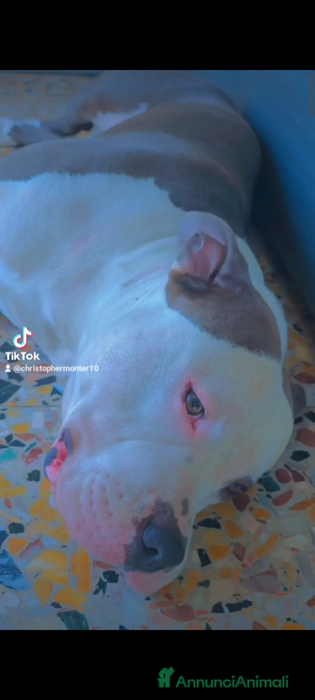 Pitbull cani per accoppiamento: Monta - Annuncio 34