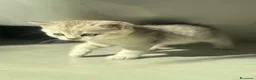 Scottish gatti in vendita: Bellissimi cuccioli di scottish straight/fold - Annuncio 12