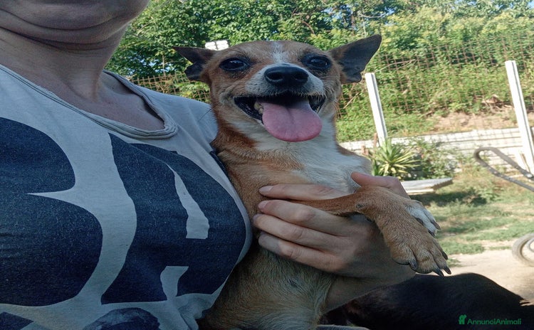 Pinscher Miniatura cani - Annuncio 1