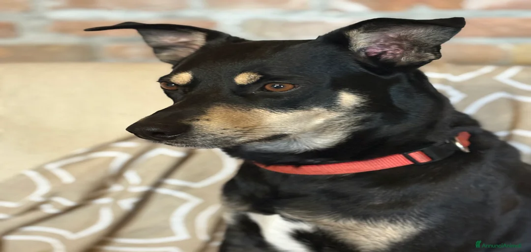 Immagine della galleria {{count}}