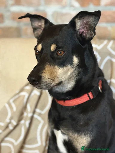 Immagine della galleria {{count}}