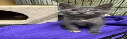 Meticcio gatti in regalo: GATTINI  a Provincia di Lecco - Annuncio 4