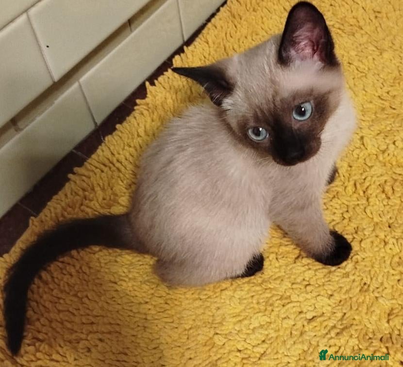 Siamese gatti Gattini siamesi Thai  - Annuncio 32