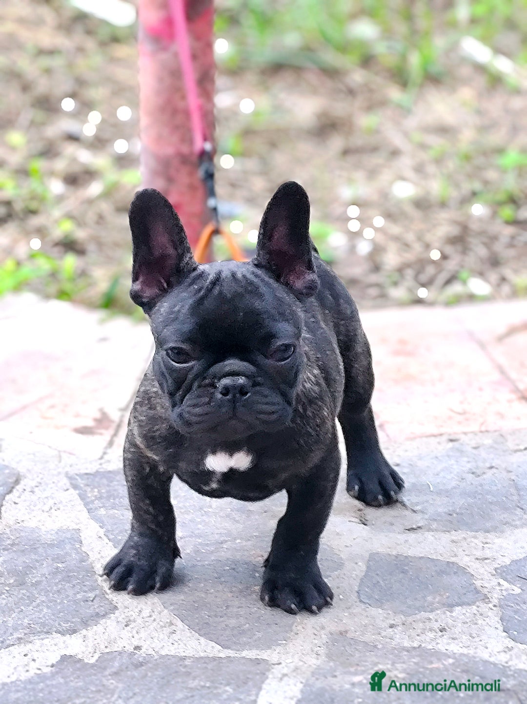 Bulldog Francese cani in vendita: Bulldog francese cuccioli enci a Provincia di Salerno - Annuncio 25