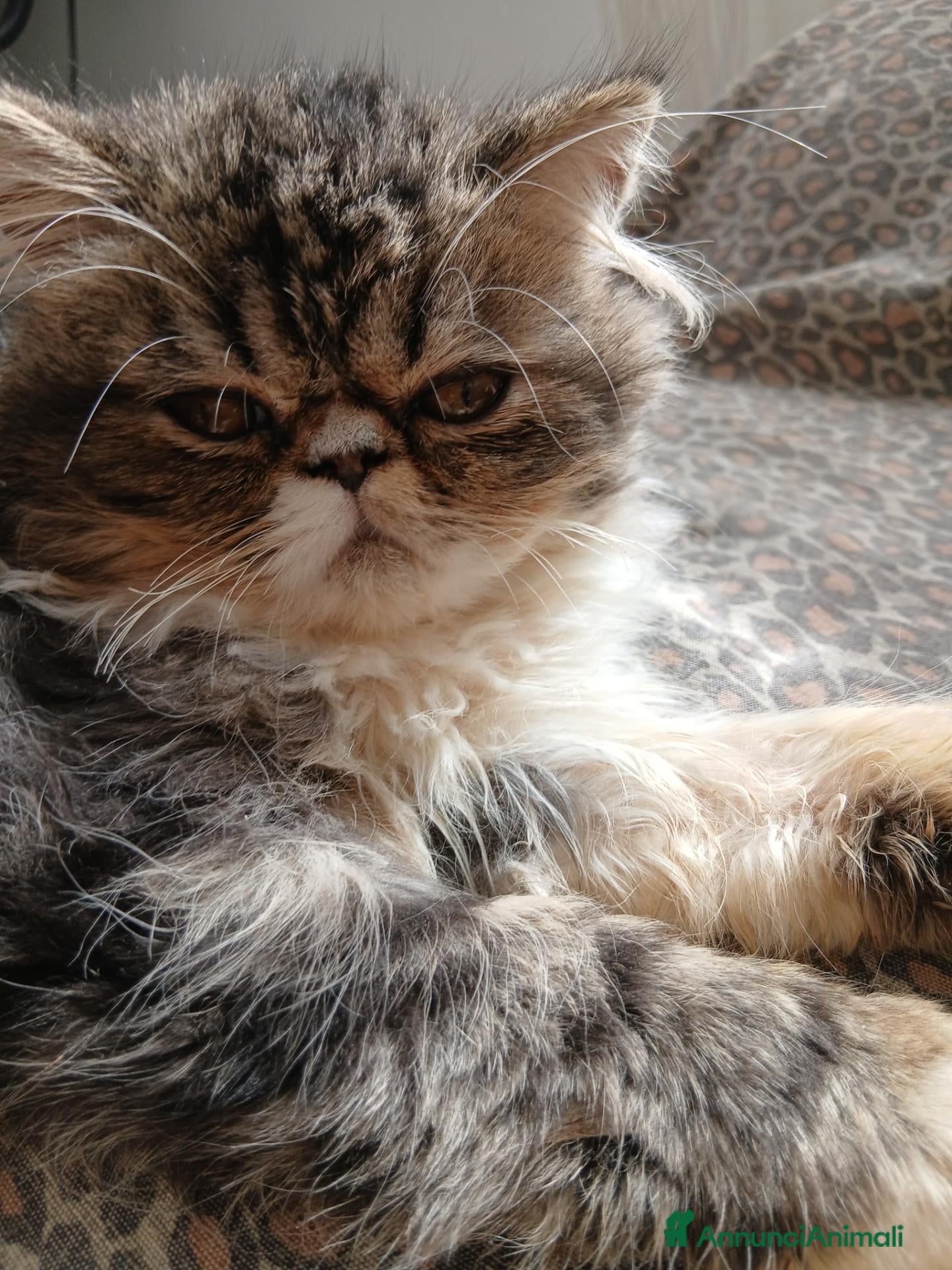 Persiano gatti Persian kitten femmina  - Annuncio 1
