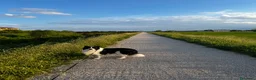 Border Collie cani per accoppiamento: BORDER COLLIE PER RIPRODUZIONE - Annuncio 5