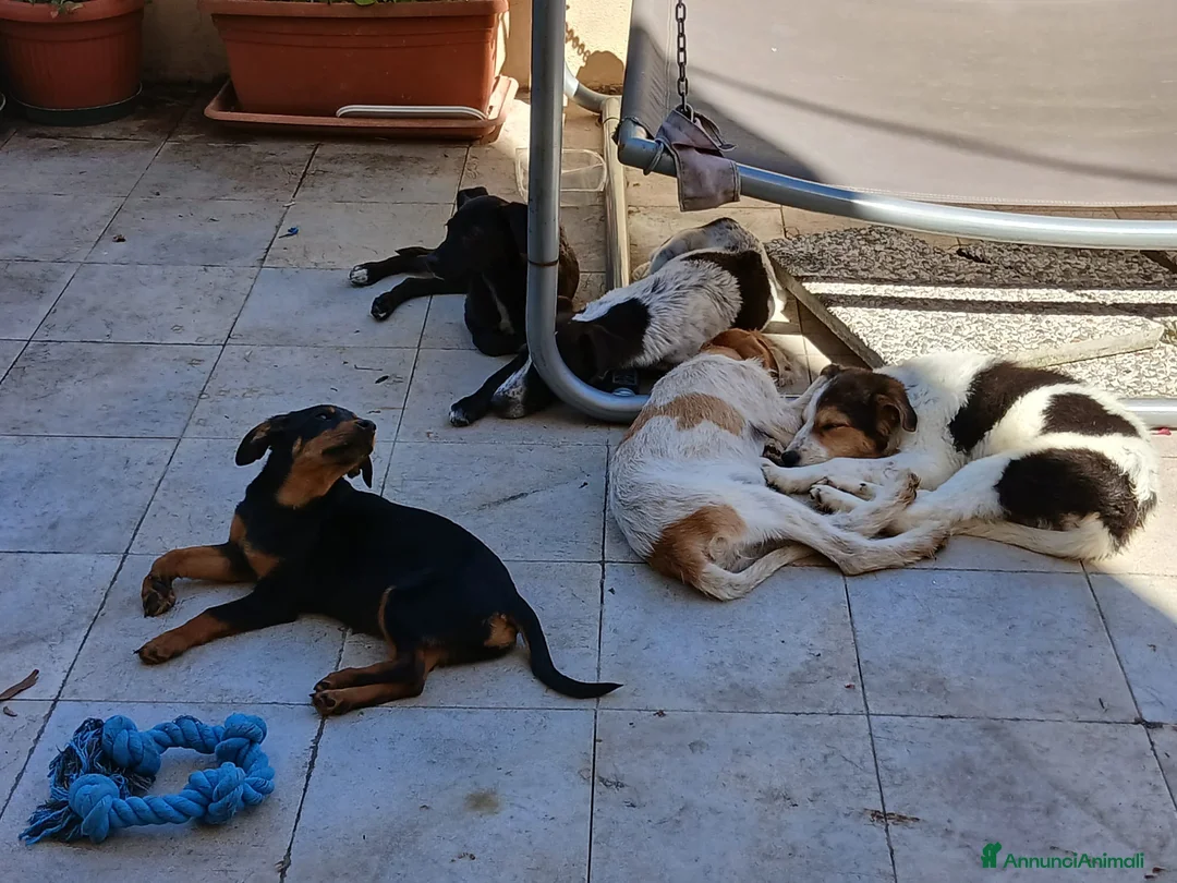 Meticcio cani in regalo: Pulcina - Annuncio 2