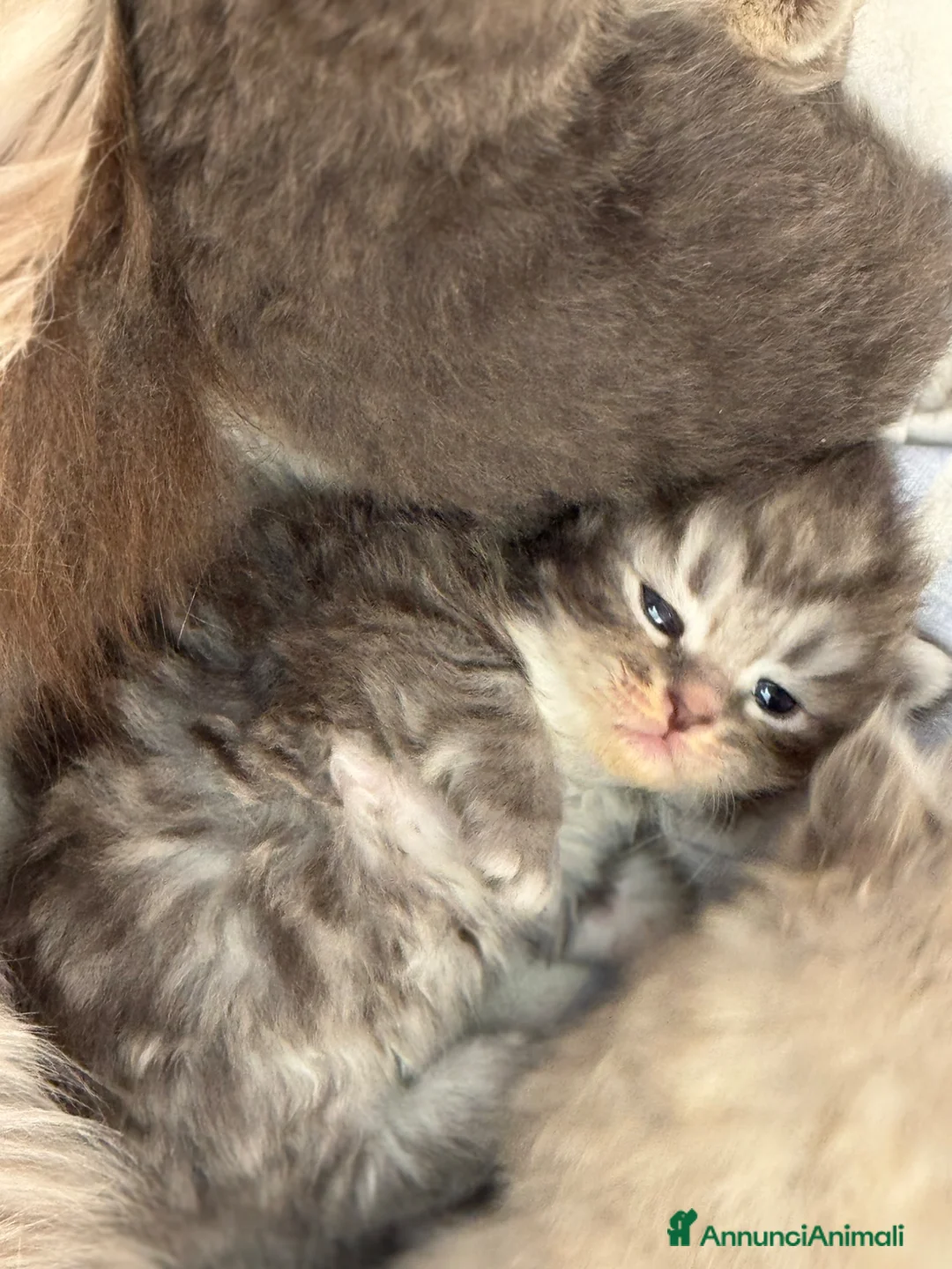 Siberiano gatti in vendita: cuccioli di gatto siberiano ANFI - Annuncio 2