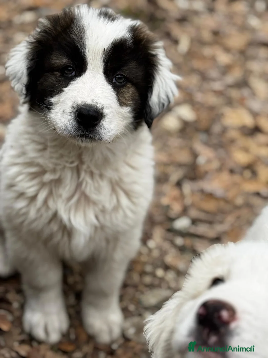 Meticcio cani in regalo: I pon pon a Provincia di Verona - Annuncio 2