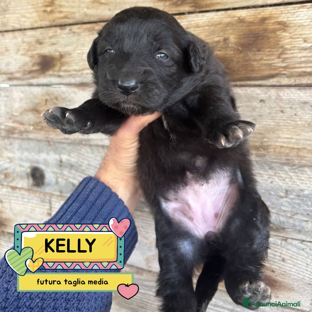 Meticcio cani in regalo: KELLY dolce cucciola futura taglia media adozione - Annuncio 1