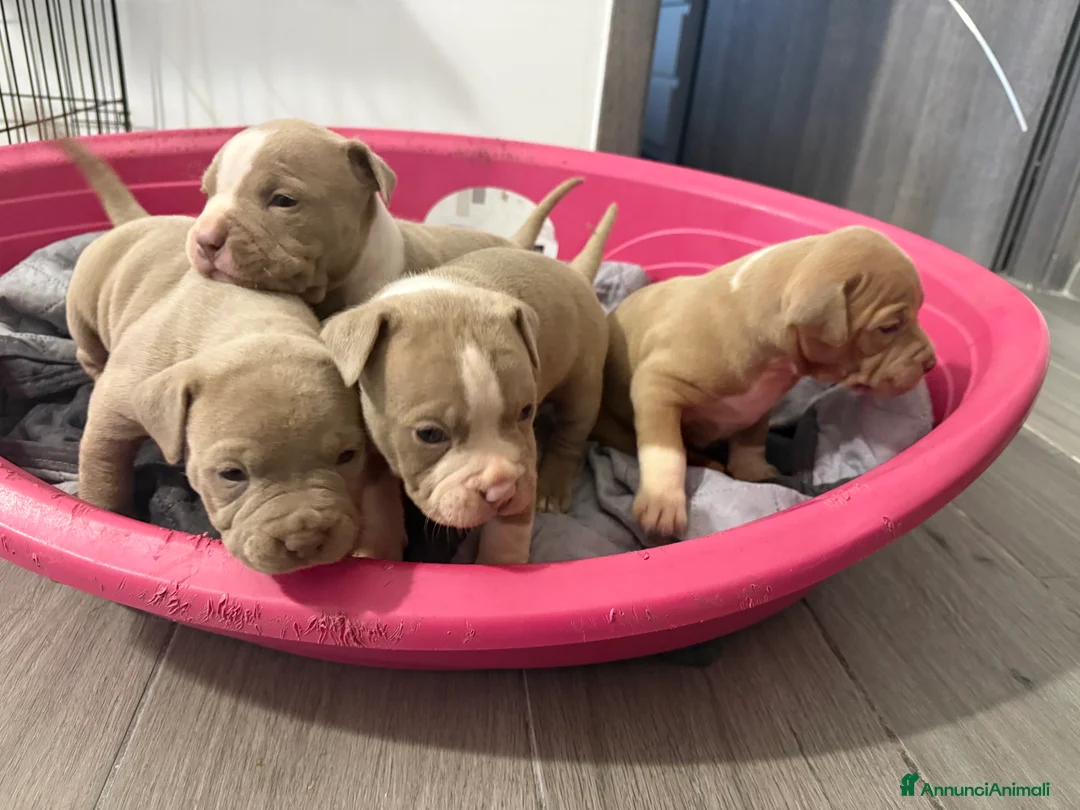 American Staffordshire cani in vendita: Cuccioli amstaff - Annuncio 3