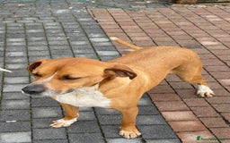 Meticcio cani in regalo: Meticcio incrocio pointer boxer  a Città metropolitana di Catania - Immagine 4