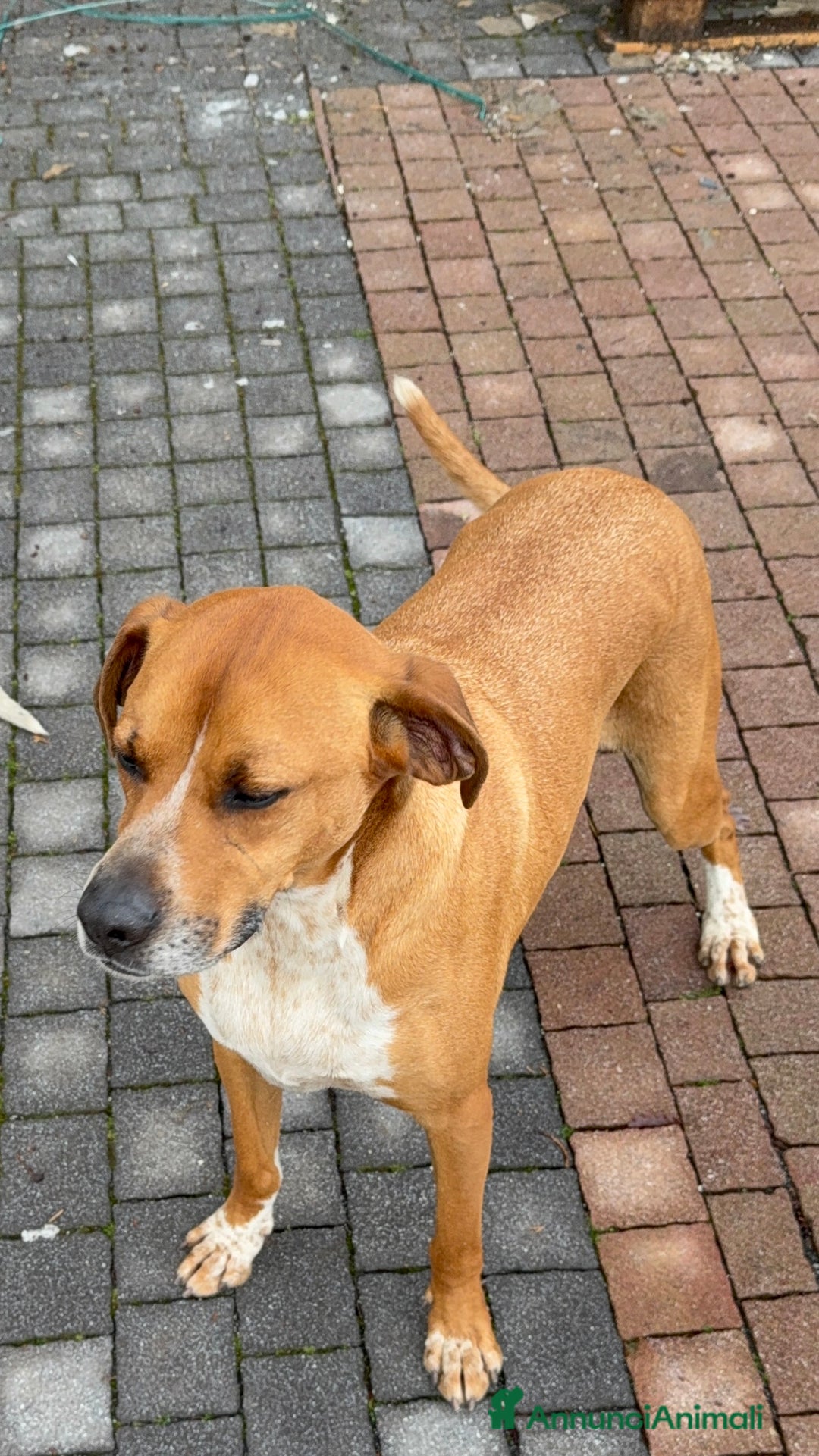 Meticcio cani in regalo: Meticcio incrocio pointer boxer  a Città metropolitana di Catania - Immagine 4