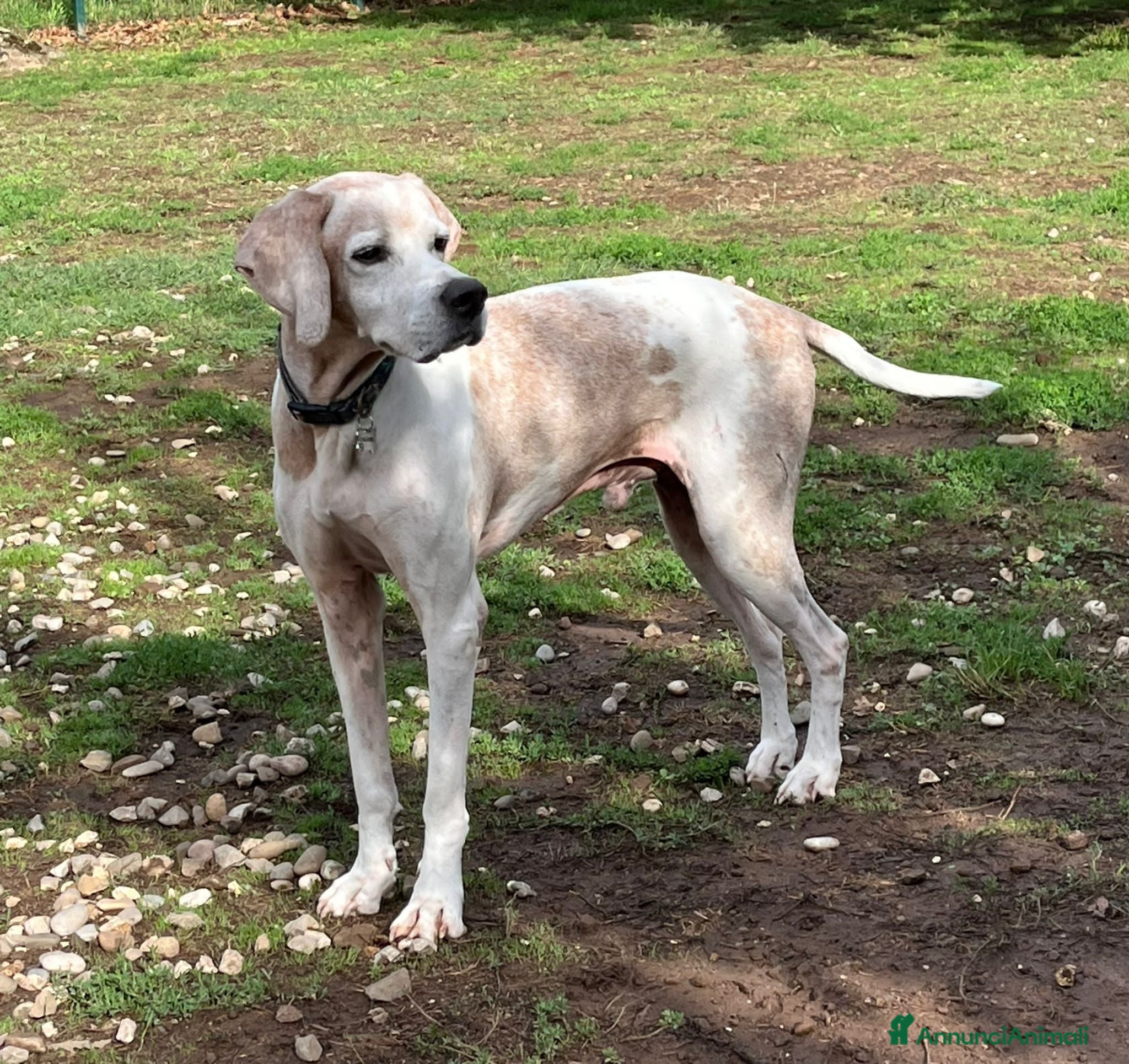 Pointer cani VENTO abbandonato dal cacciatore a Pomezia - Annuncio 6
