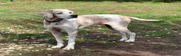 Pointer cani in regalo: VENTO abbandonato dal cacciatore a Pomezia - Annuncio 1