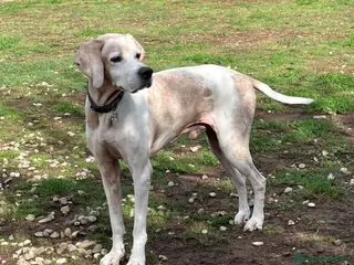 Pointer cani VENTO abbandonato dal cacciatore a Pomezia - Annuncio 6