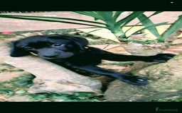 Labrador cani in vendita: Labrador  a Città metropolitana di Roma Capitale - Immagine 23