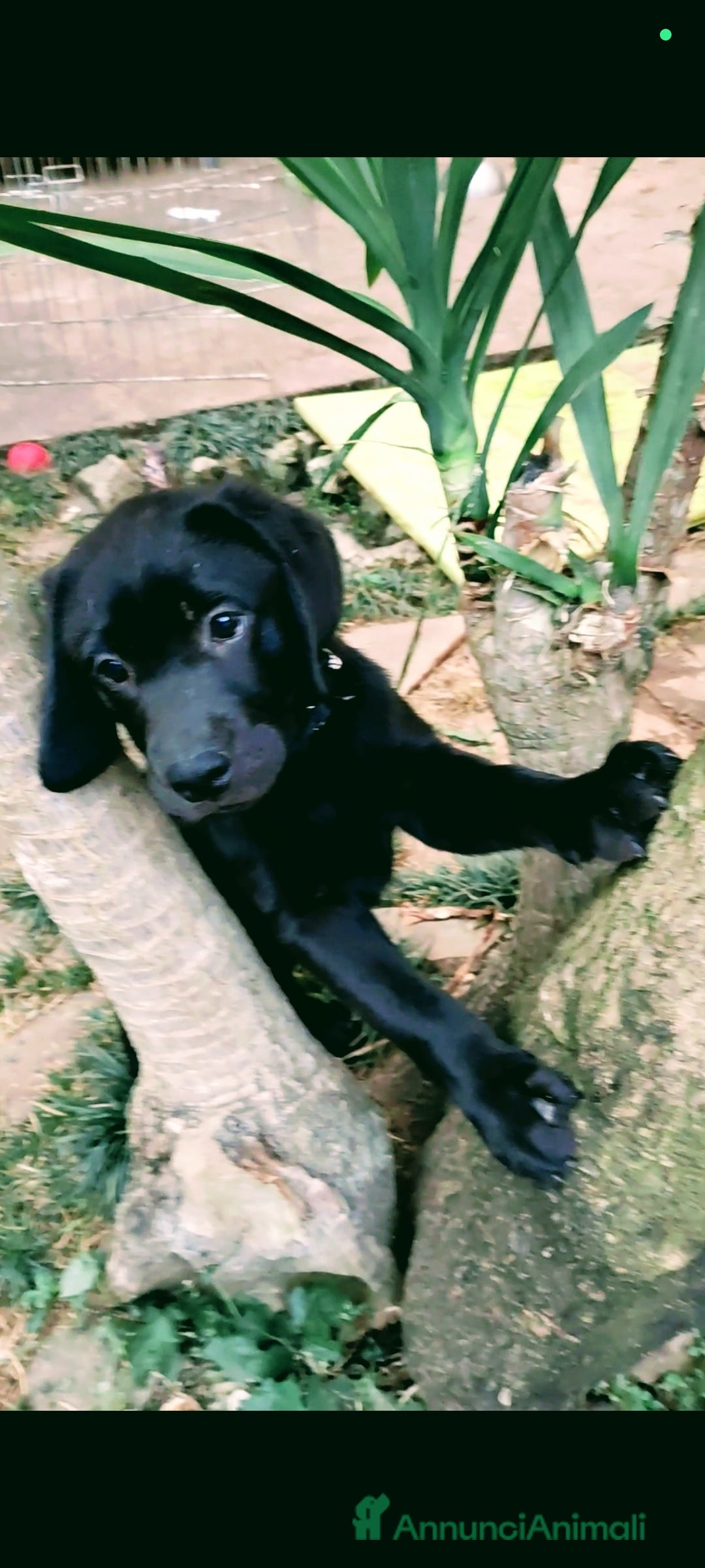 Labrador cani in vendita: Labrador  a Città metropolitana di Roma Capitale - Immagine 23