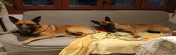 Pastore Belga cani in vendita: Cuccioli pastore belga malinois a Provincia di Treviso - Annuncio 2