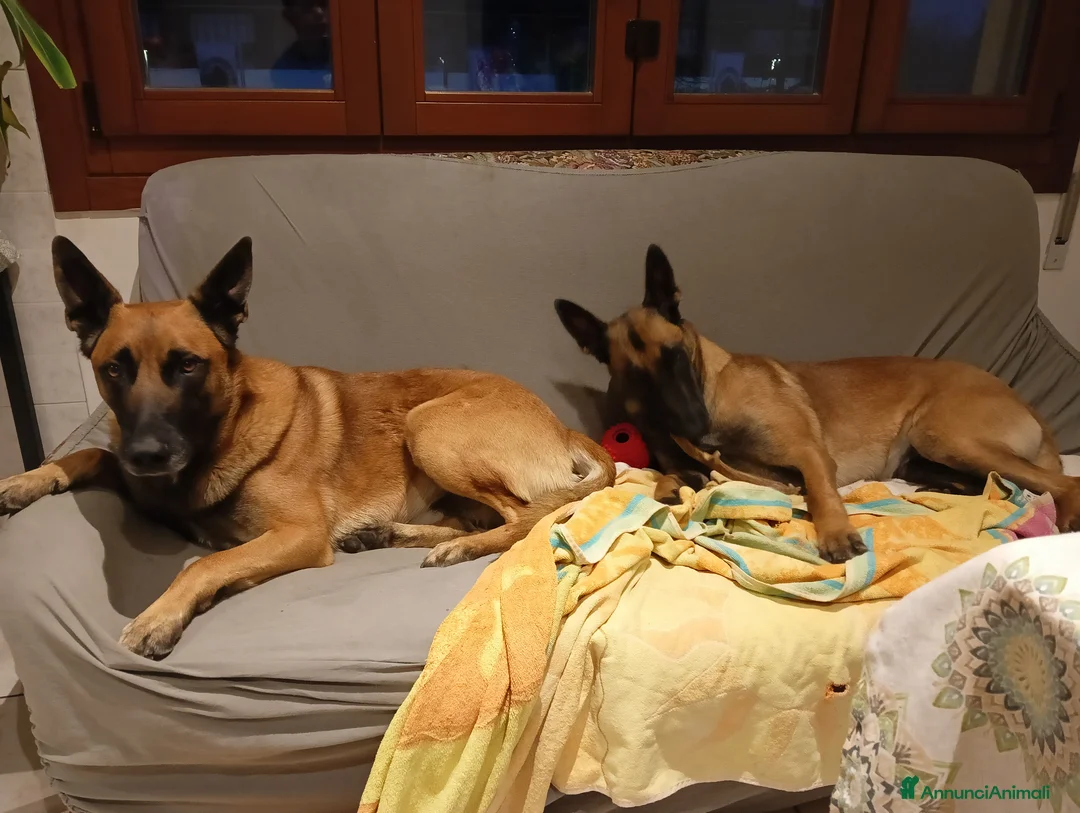 Pastore Belga cani in vendita: Cuccioli pastore belga malinois a Provincia di Treviso - Annuncio 2